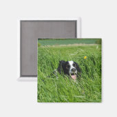 黒と白のコリー・イン・グラス マグネット (正面/裏面)