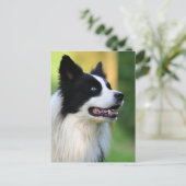 黒と白のコ縁どリー犬 ポストカード (スタンド正面)