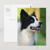 黒と白のコ縁どリー犬 ポストカード (正面/裏面)