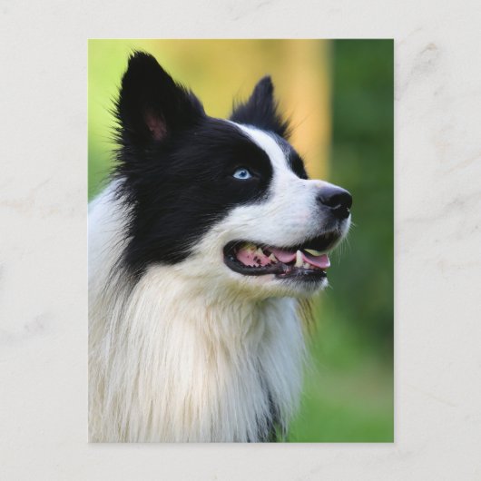 黒と白のコ縁どリー犬 ポストカード (正面)