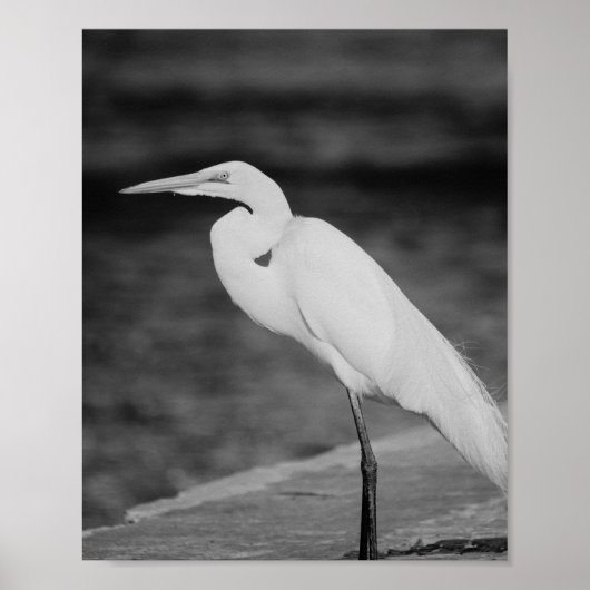 黒と白のサギ トロピカルプリントアート ポスター (正面)