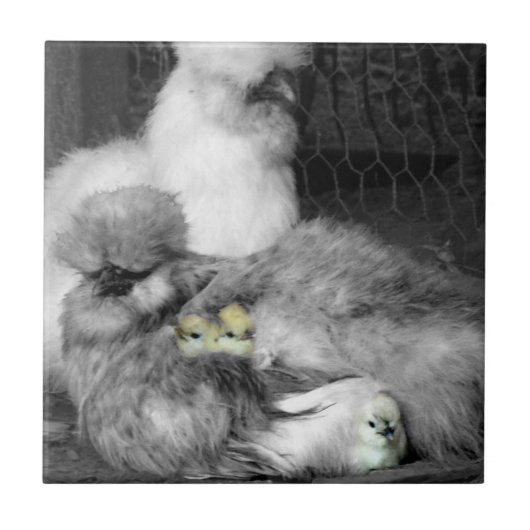 黒と白のシルキーと黄色いひな タイル (正面)