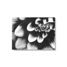 黒と白のダリアの花の開花