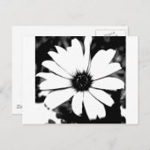 黒と白のダリア ポストカード (正面/裏面)