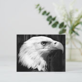 黒と白のハゲワシ ポストカード (スタンド正面)