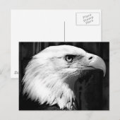 黒と白のハゲワシ ポストカード (正面/裏面)