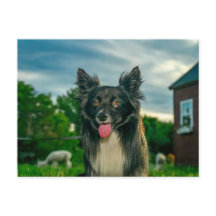 黒と白のボーダーコリーの犬のはがき