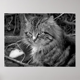 黒と白のメインクーンの猫の肖像ポスター ポスター