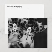 黒と白のラン ポストカード (正面/裏面)