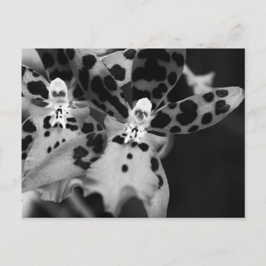 黒と白のラン ポストカード (正面)
