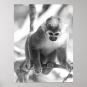 黒と白のリスのサルの野生動物 ポスター (正面)