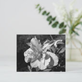 黒と白の二重ハイビスカスフラワー ポストカード (スタンド正面)