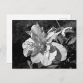黒と白の二重ハイビスカスフラワー ポストカード (正面/裏面)