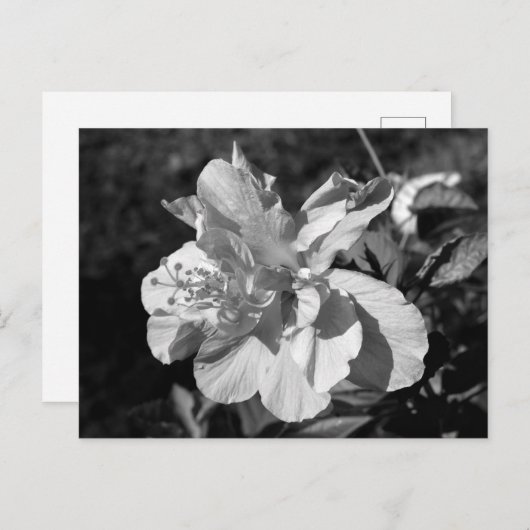 黒と白の二重ハイビスカスフラワー ポストカード (正面/裏面)