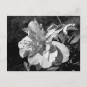 黒と白の二重ハイビスカスフラワー ポストカード (正面)