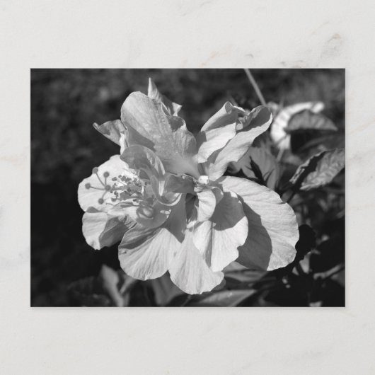 黒と白の二重ハイビスカスフラワー ポストカード (正面)