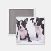 黒と白の子犬が二頭 マグネット (正面/裏面)