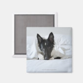 黒と白の子犬が骨とベッドに入っている マグネット (正面/裏面)