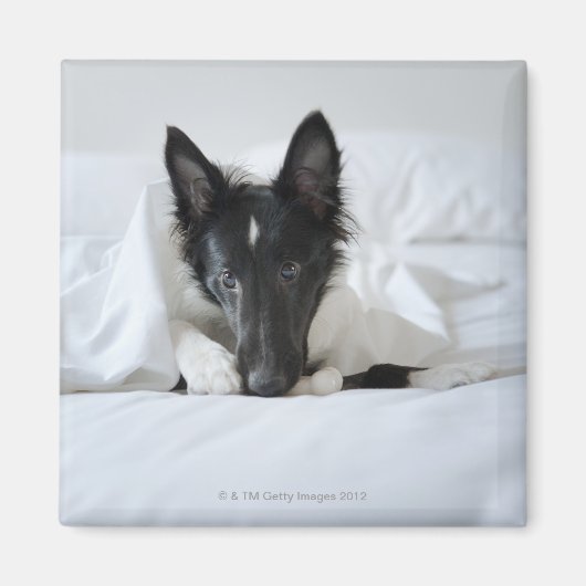 黒と白の子犬が骨とベッドに入っている マグネット (正面)