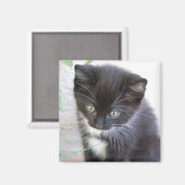 黒と白の子猫の写真 マグネット (正面/裏面)