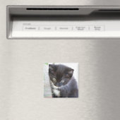 黒と白の子猫の写真 マグネット (インサイチュ (食洗機))