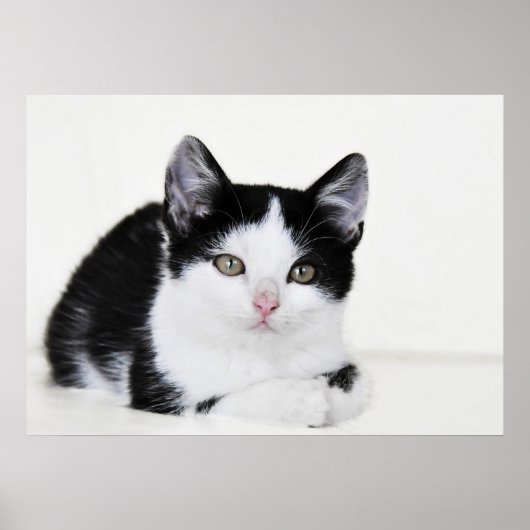 黒と白の愛らしい仔猫のポスター ポスター (正面)
