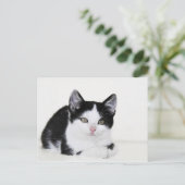 黒と白の愛らしい仔猫の絵はがき ポストカード (スタンド正面)
