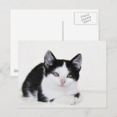 黒と白の愛らしい仔猫の絵はがき ポストカード (正面/裏面)