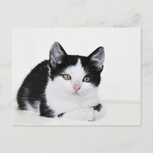 黒と白の愛らしい仔猫の絵はがき ポストカード (正面)