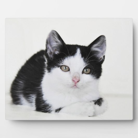 黒と白の愛らしい子猫の写真プレート フォトプラーク (正面)