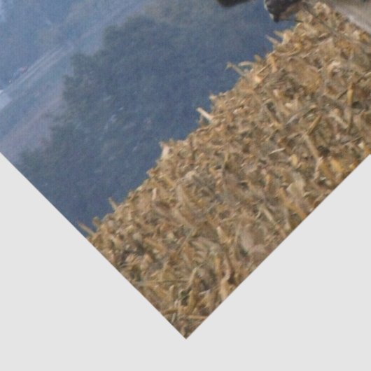 黒と白の牛が耕されたばかりの畑で楽しむ 薄葉紙 (詳細)