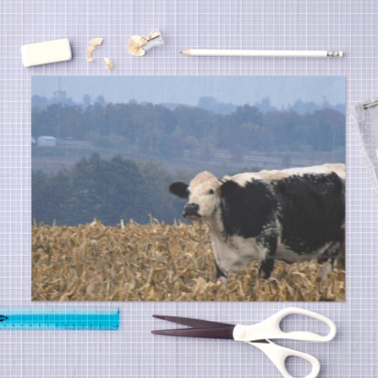 黒と白の牛が耕されたばかりの畑で楽しむ 薄葉紙 (クラフト)