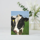 黒と白の牛が閉まっている ポストカード (スタンド正面)