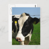 黒と白の牛が閉まっている ポストカード (正面/裏面)