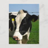 黒と白の牛が閉まっている ポストカード (正面)