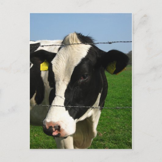 黒と白の牛が閉まっている ポストカード (正面)