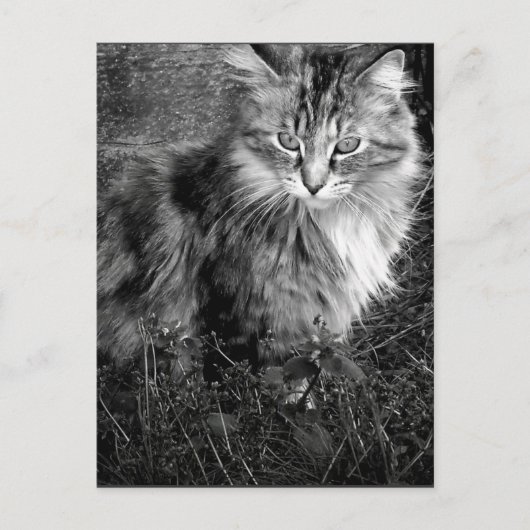 黒と白の猫の肖像画 ポストカード (正面)
