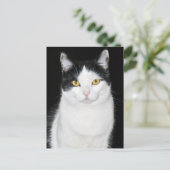 黒と白の猫の肖像画 ポストカード (スタンド正面)