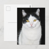 黒と白の猫の肖像画 ポストカード (正面/裏面)