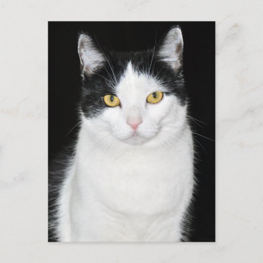 黒と白の猫の肖像画 ポストカード (正面)