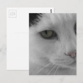 黒と白の猫の顔 ポストカード (正面/裏面)
