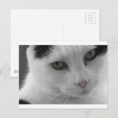 黒と白の猫の顔 ポストカード (正面/裏面)