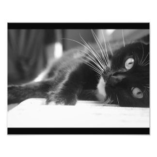 黒と白の猫 フォトプリント