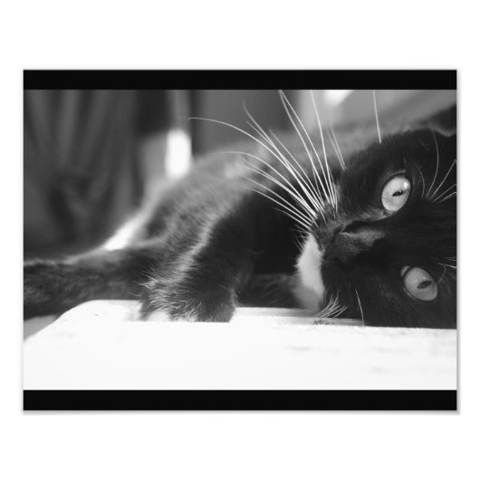 黒と白の猫 フォトプリント            (正面)