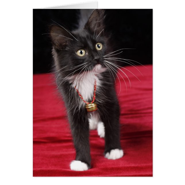 黒と白の短毛の子猫、2ヶ月半 (正面)