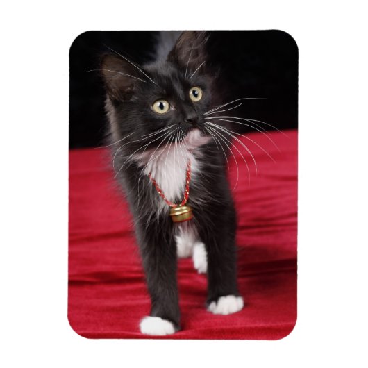 黒と白の短毛の子猫、2ヶ月半 マグネット (縦)