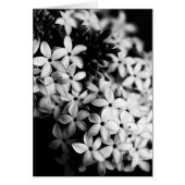 黒と白の花々 (正面)