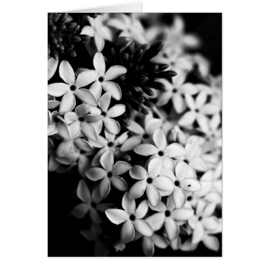 黒と白の花々 (正面)