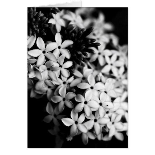 黒と白の花々 (正面)