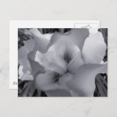 黒と白の虹彩はがき ポストカード (正面/裏面)